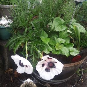 Meet your Posher, Mindy